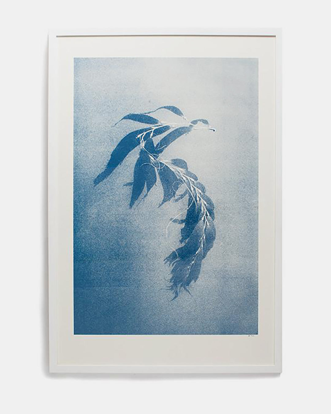 Will Adler 'Seaweed' Print, edition of 100 - Alchemy Works